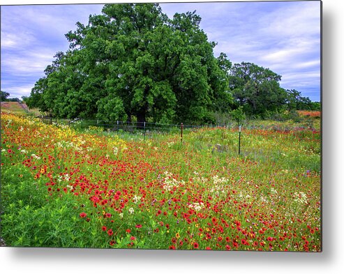 Texas Wildflowers Metal Print featuring the photograph Indescribable by Lynn Bauer