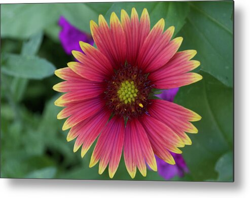  Metal Print featuring the photograph Indian Blanket by Melissa Torres