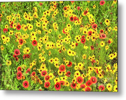 Dave Welling Metal Print featuring the photograph Indian Blanketflowers And Coreopsis Texas by Dave Welling