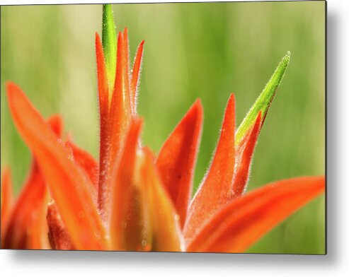 Indian Paintbrush Metal Print featuring the photograph Indian Paintbrush by Bonny Puckett