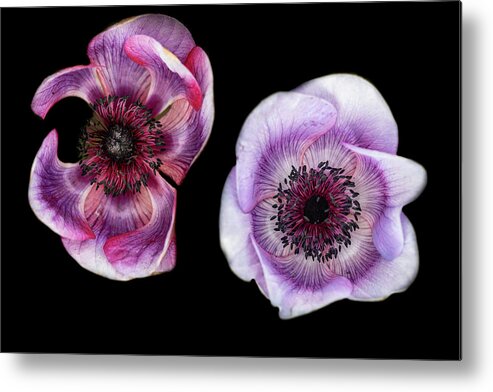 Poppy Metal Print featuring the photograph Inner Peace by Kim Sowa