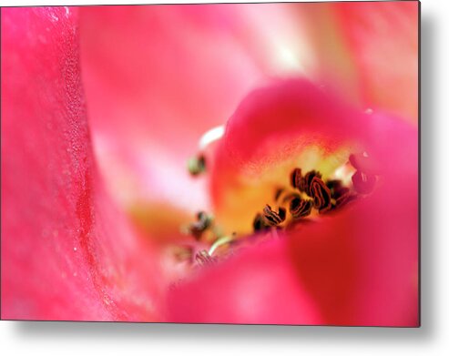 Red Metal Print featuring the photograph Inside a rose 1 by Dubi Roman