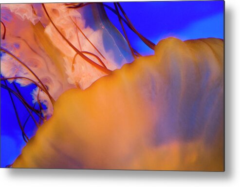 Jellyfish Metal Print featuring the photograph Into The Blue by Melissa Southern