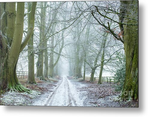 Beech Trees Metal Print featuring the photograph Into The Winter by Tim Gainey