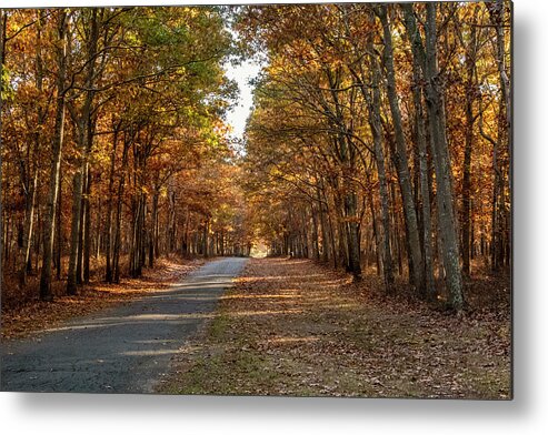 Autumn Metal Print featuring the photograph Into The Woods by Cathy Kovarik
