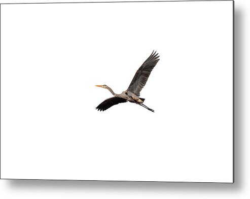 Great Blue Heron Metal Print featuring the photograph Isolated Great Blue Heron 2019-6 by Thomas Young