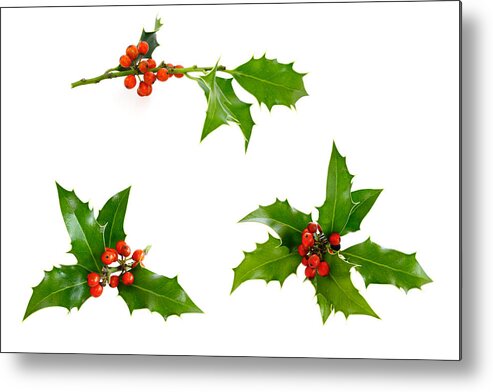 White Background Metal Print featuring the photograph Isolated Holly Twig Selection by Aristotoo