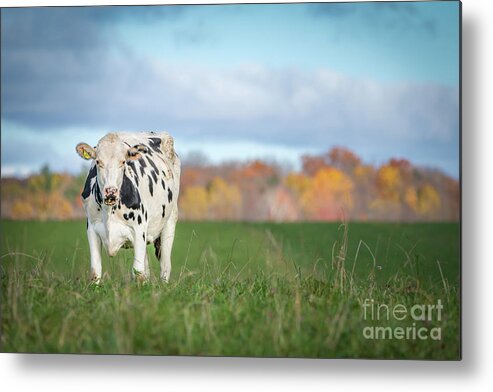 Cow Metal Print featuring the photograph It's a Cow's Life by Amfmgirl Photography