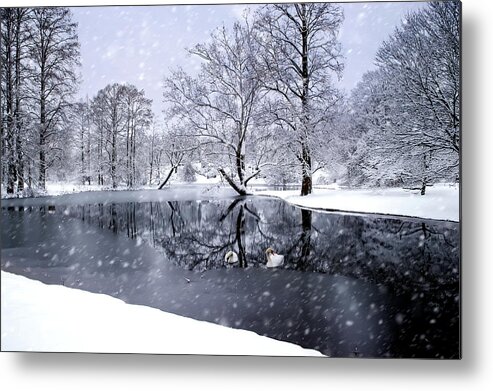 Sping Grove Metal Print featuring the photograph Its A Spring Grove Winter by Ed Taylor