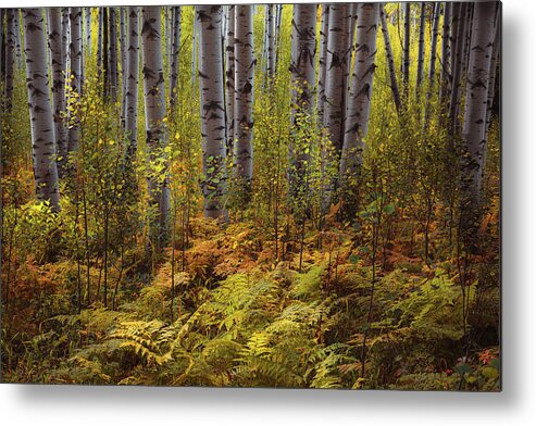 Aspen Trees Metal Print featuring the photograph It's Not Always About the Trees by The Forests Edge Photography - Diane Sandoval