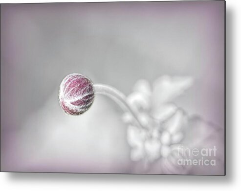 Flowers Metal Print featuring the photograph Japanese Anemone Bud by Yvonne Johnstone