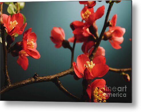 Pink Metal Print featuring the photograph Japanese flower on blue background closeup by Jelena Jovanovic