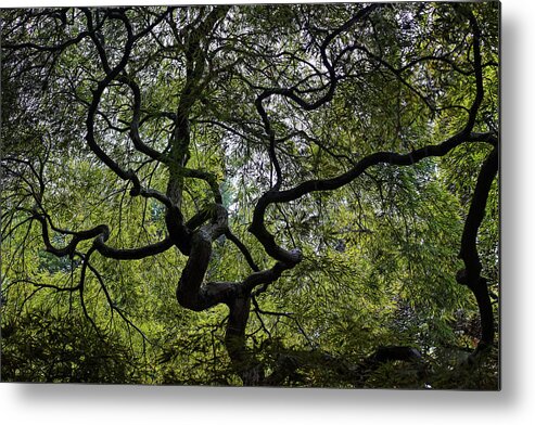 Japanese Maple Metal Print featuring the photograph Japanese Maple, Duke Farms, Hillsborough, NJ by Stephen Russell Shilling