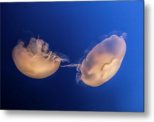 Color Metal Print featuring the photograph Jellyfish by Gary Geddes