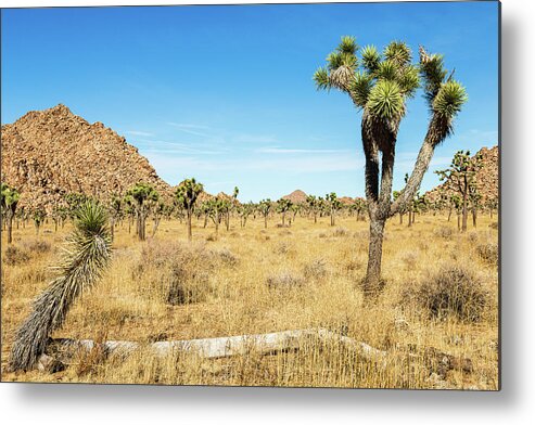 Landscapes Metal Print featuring the photograph Joshua Tree-3 by Claude Dalley