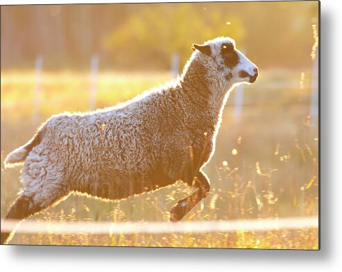 Animal Metal Print featuring the photograph Jumping sheep at sunset by Ulrich Kunst And Bettina Scheidulin