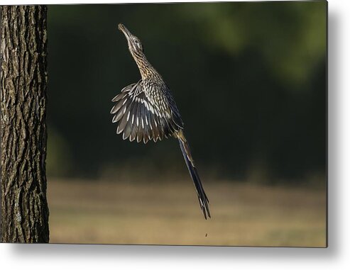 Greater Roadrunner Metal Print featuring the photograph Jumping to Feed by Puttaswamy Ravishankar