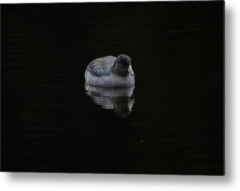 Mudhen Metal Print featuring the photograph Just a Coot by Jerry Cahill