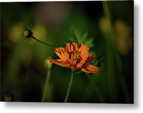 Plants Metal Print featuring the photograph Just a touch by Buddy Scott