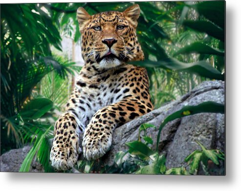 Leopard Metal Print featuring the photograph Just Chillin' by DJ Florek