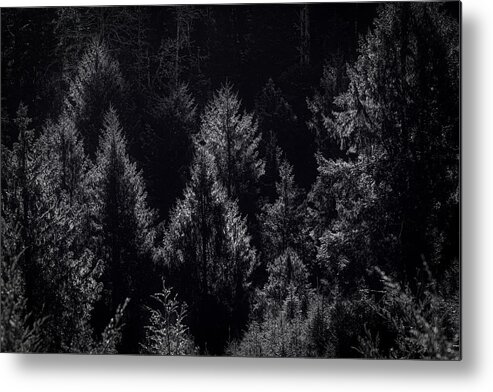 Coastalforest Metal Print featuring the photograph Just the highlights by Bill Posner