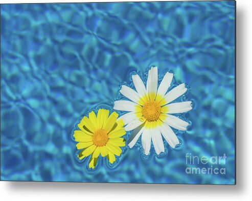 Daisies Metal Print featuring the photograph Keep your sunny days by the pool by Adriana Mueller