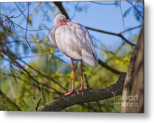 American White Ibis Metal Print featuring the photograph Keeping Warm by Judy Kay