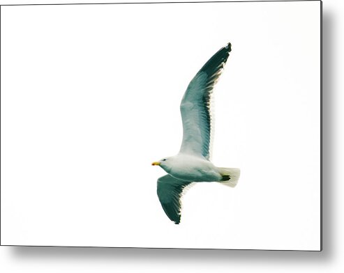 03feb20 Metal Print featuring the photograph Kelp Gull In Flight by Jeff at JSJ Photography