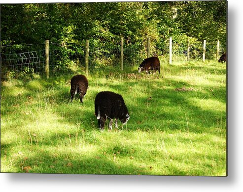 Sheep. Lambs. Grazing. Field. Nature. Landscape. Keswick. Cumbria. Flock. Trees. Grass. Farming. Sunlight. Shadows. England. Uk. Great Britain. Fence. Outdoors. Dewentwater. Lake District Metal Print featuring the photograph Keswick. Black Sheep Grazing by Lachlan Main