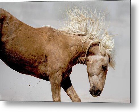 Wild Horse Metal Print featuring the photograph Kick by Mary Hone