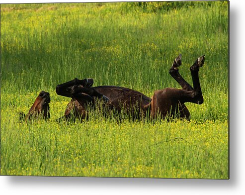 Great Smoky Mountains National Park Metal Print featuring the photograph Kick Up Your Feet by Melissa Southern
