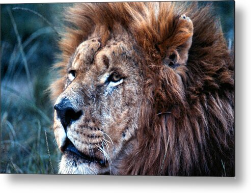 Lion Metal Print featuring the photograph King of the Jungle Profile by Russel Considine