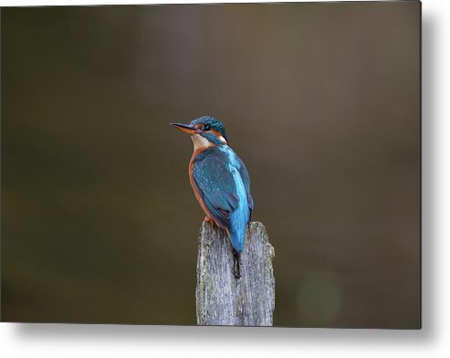 Kingfisher Metal Print featuring the photograph Kingfisher Looks Back by Pete Walkden