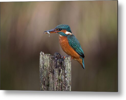Kingfisher Metal Print featuring the photograph Kingfisher With Fish by Pete Walkden