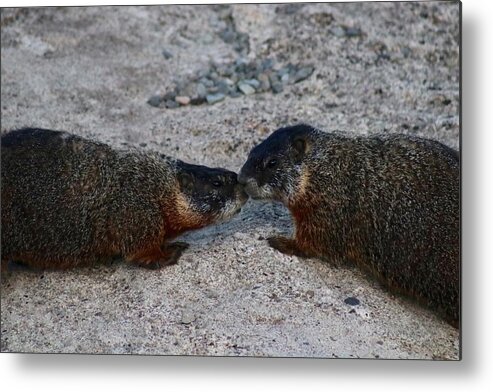 Marmot Metal Print featuring the photograph Kissin' Marmots by Yvonne M Smith