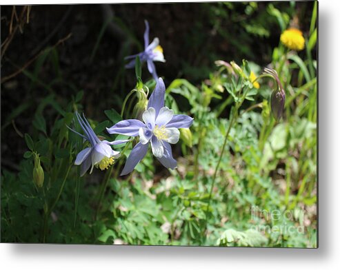 Flowers.blue Metal Print featuring the photograph La Plata Columbines by Doug Miller