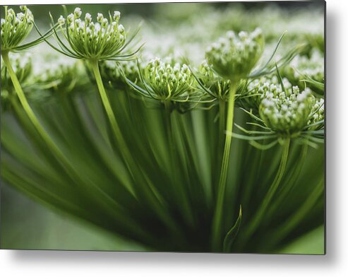 Flower Metal Print featuring the photograph Lace by Laura Roberts