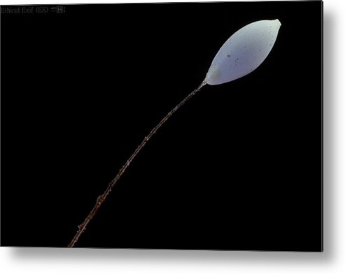 Lacewing Larva Metal Print featuring the photograph Lacewing Egg on Stalk by Paul Bertner