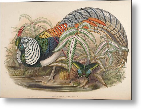 John Metal Print featuring the mixed media Lady Amherst's Pheasant by World Art Collective