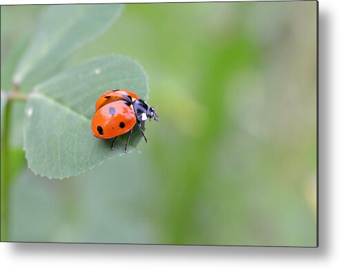 Lady Bug Metal Print featuring the photograph Lady Bug 2 by Amy Fose