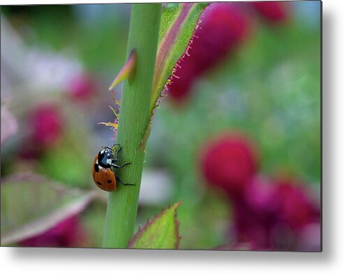 Art Metal Print featuring the photograph Ladybug on a rose stem by Heather Bettis
