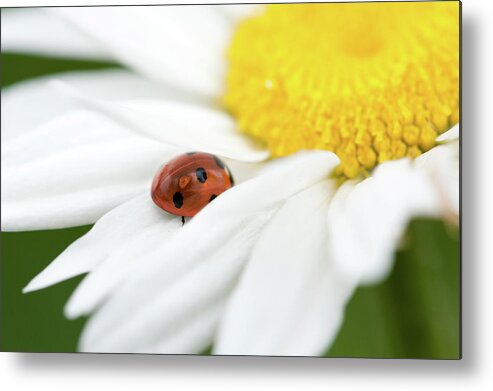 Ladybug Metal Print featuring the photograph Ladybug on white petals of a flower by Philippe Lejeanvre