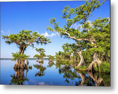 Florida Metal Print featuring the photograph Lake Disston Spring Scenery by Stefan Mazzola