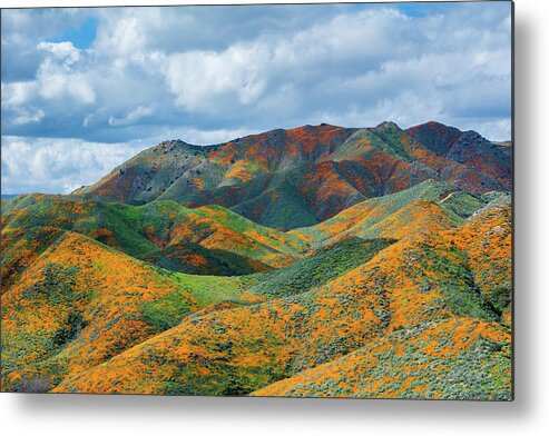 California Poppy Metal Print featuring the photograph Lake Elsinore Poppy Hills by Kyle Hanson