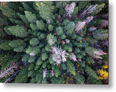 Lake Tahoe Metal Print featuring the photograph Lake Tahoe Tree Tops by Christopher Johnson