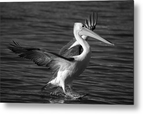 Pelican Metal Print featuring the photograph Landing by Nicolas Lombard