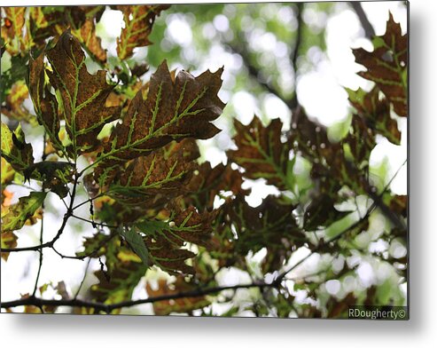 Tree Metal Print featuring the photograph Last Glimpse of Summer by Ryan Dougherty