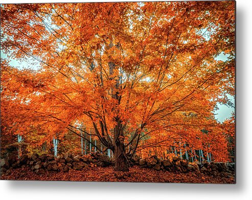 Tree Metal Print featuring the photograph Late fall foliage by Lilia S