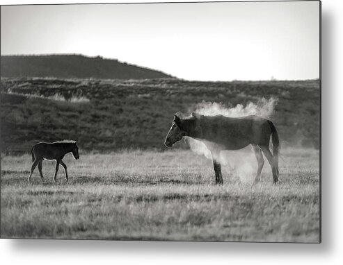 Equine Metal Print featuring the photograph Late For Dinner Again... by Dirk Johnson