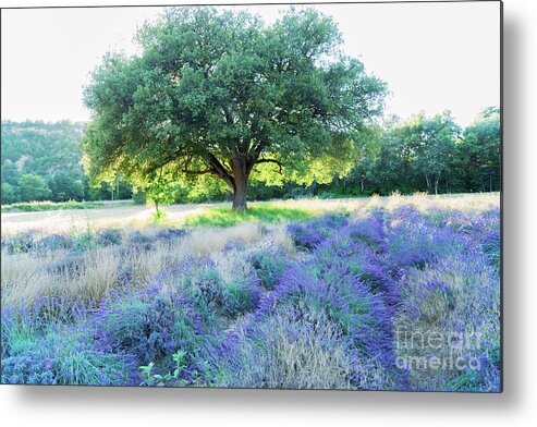 Lavender Metal Print featuring the photograph Lavender field and Sunshine by Anastasy Yarmolovich